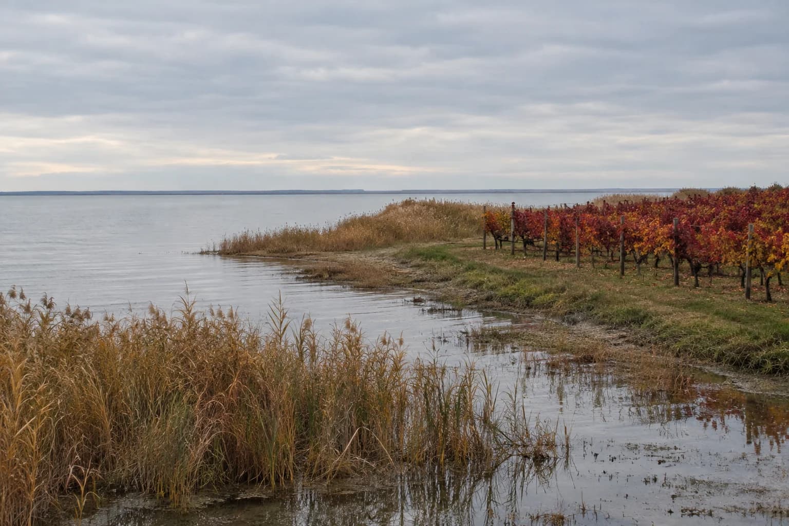 The shore of Lake Neusiedl near Podersdorf am See